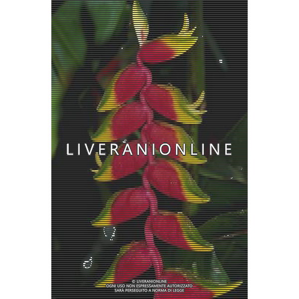 ARCHIVIO ALDO LIVERANI NELLA FOTO FIORE HELICONIA AGENZIA ALDO LIVERANI