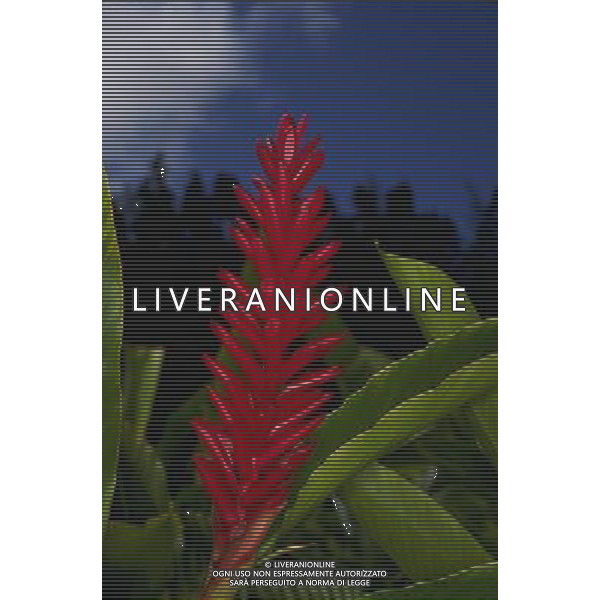 ARCHIVIO ALDO LIVERANI NELLA FOTO FIORE GINGER AGENZIA ALDO LIVERANI