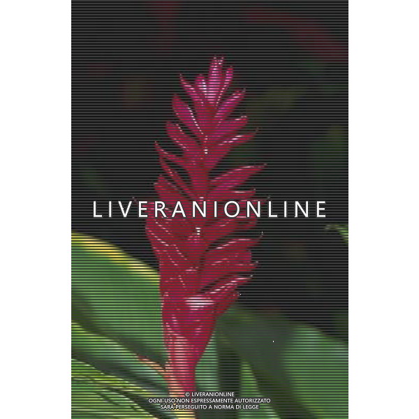 ARCHIVIO ALDO LIVERANI NELLA FOTO FIORE GINGER AGENZIA ALDO LIVERANI