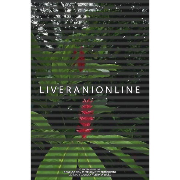 ARCHIVIO ALDO LIVERANI NELLA FOTO FIORE GINGER AGENZIA ALDO LIVERANI