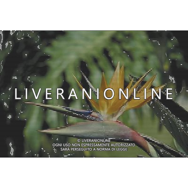 ARCHIVIO ALDO LIVERANI NELLA FOTO FIORE USEL AGENZIA ALDO LIVERANI