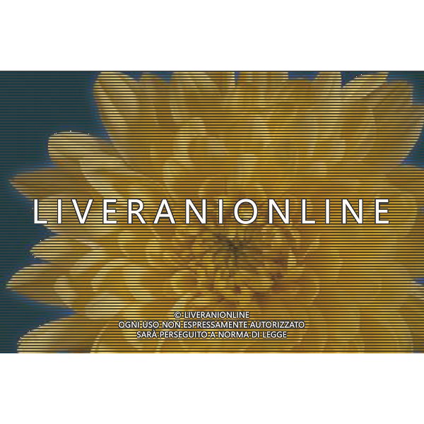 ARCHIVIO ALDO LIVERANI NELLA FOTO FIORE CRISANTEMI AGENZIA ALDO LIVERANI