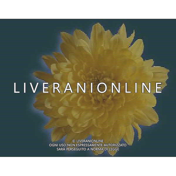 ARCHIVIO ALDO LIVERANI NELLA FOTO FIORE CRISANTEMI AGENZIA ALDO LIVERANI