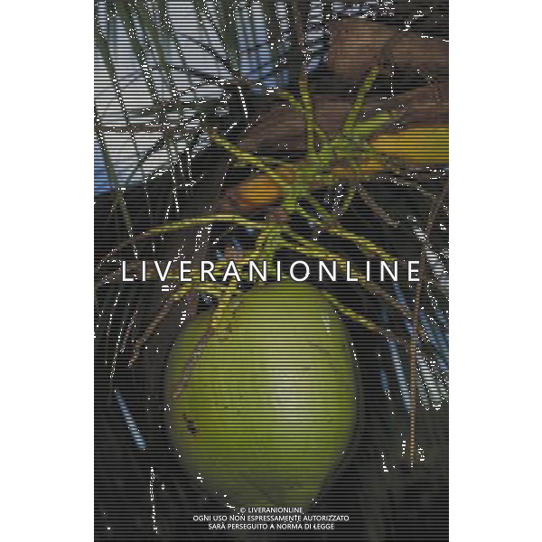 ARCHIVIO ALDO LIVERANI NELLA FOTO FIORE COCCO AGENZIA ALDO LIVERANI