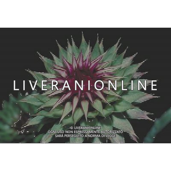 ARCHIVIO ALDO LIVERANI NELLA FOTO FIORE CIRSIUM AGENZIA ALDO LIVERANI