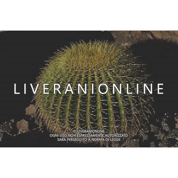 ARCHIVIO ALDO LIVERANI NELLA FOTO FIORE CACTUS AGENZIA ALDO LIVERANI