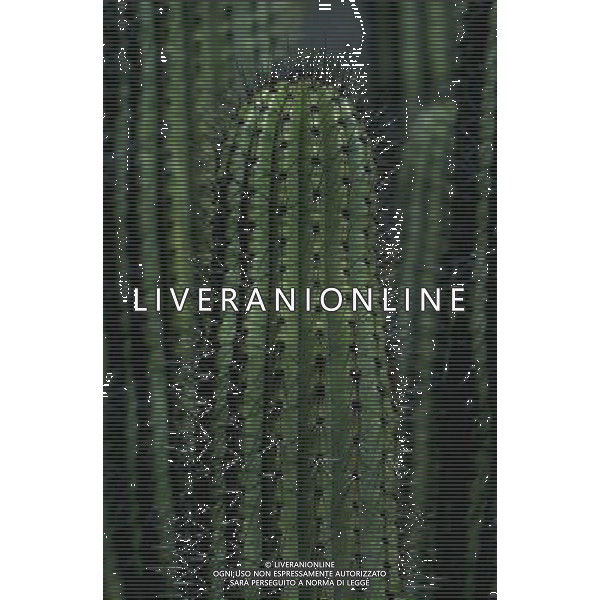 ARCHIVIO ALDO LIVERANI NELLA FOTO FIORE CACTUS SONORA AGENZIA ALDO LIVERANI
