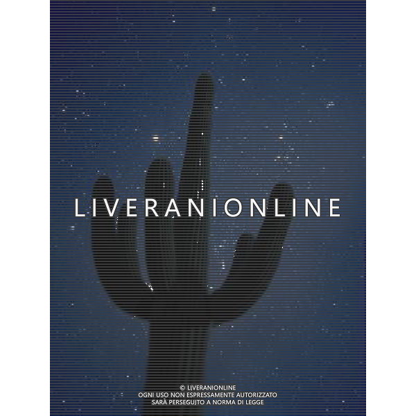 ARCHIVIO ALDO LIVERANI NELLA FOTO FIORE CACTUS AGENZIA ALDO LIVERANI