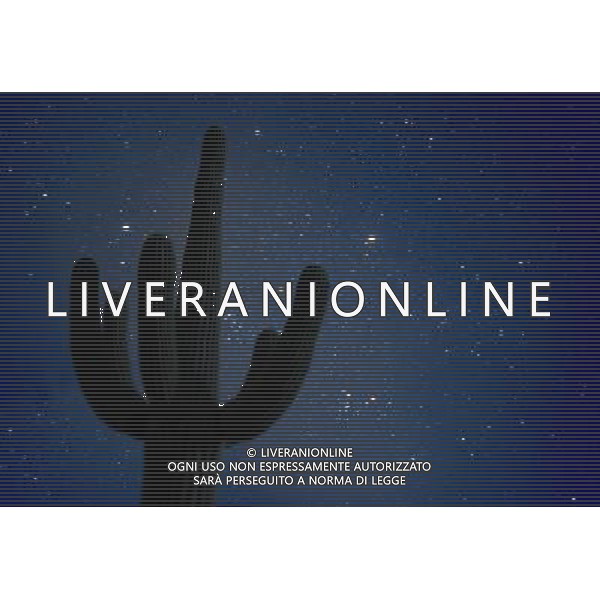 ARCHIVIO ALDO LIVERANI NELLA FOTO FIORE CACTUS AGENZIA ALDO LIVERANI