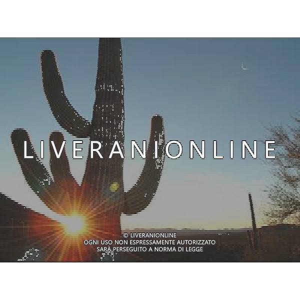 ARCHIVIO ALDO LIVERANI NELLA FOTO PIANTA DI CACTUS AGENZIA ALDO LIVERANI