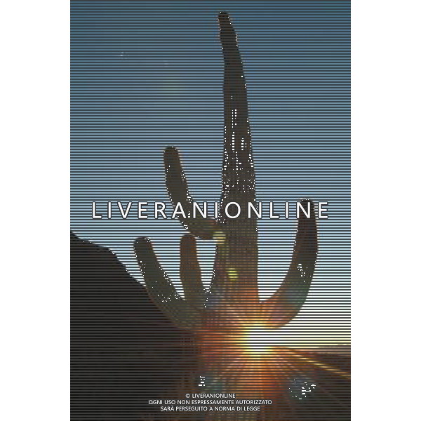 ARCHIVIO ALDO LIVERANI NELLA FOTO PIANTA DI CACTUS AGENZIA ALDO LIVERANI
