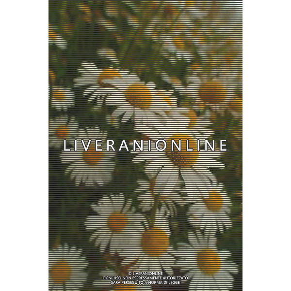 ARCHIVIO ALDO LIVERANI NELLA FOTO FIORE MARGHERITE AGENZIA ALDO LIVERANI