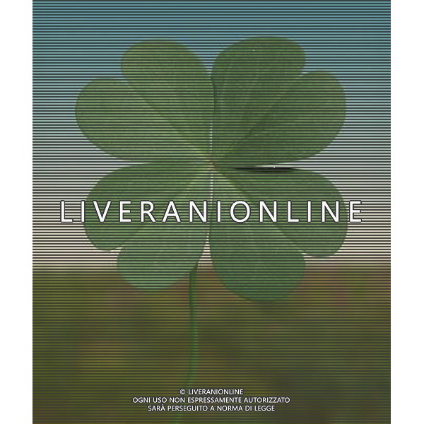 ARCHIVIO ALDO LIVERANI NELLA FOTO FIORE QUADRIFOGLIO AGENZIA ALDO LIVERANI