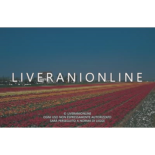 NELLA FOTO TULIPANI AGENZIA ALDO LIVERANI IFC