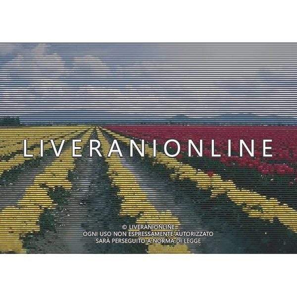 NELLA FOTO TULIPANI AGENZIA ALDO LIVERANI IFC