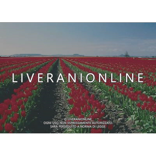 NELLA FOTO TULIPANI AGENZIA ALDO LIVERANI IFC