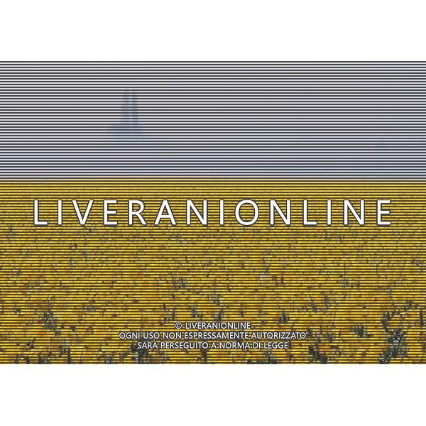 NELLA FOTO TULIPANI AGENZIA ALDO LIVERANI IFC