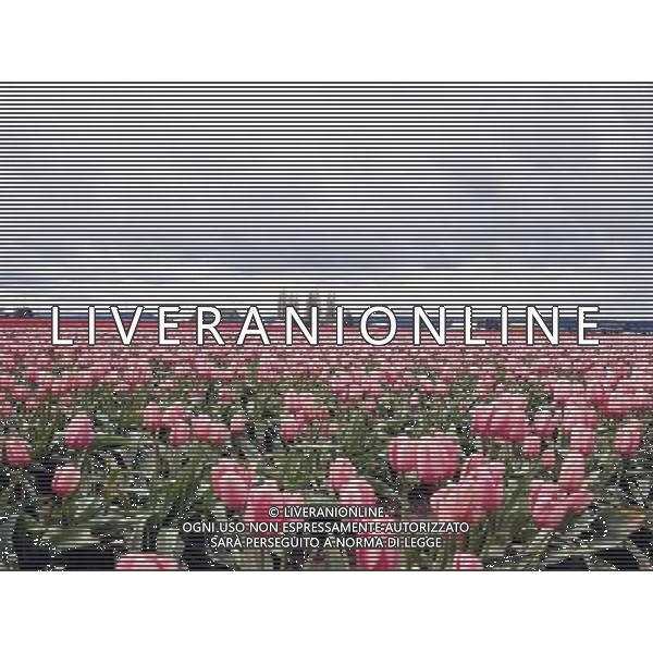 NELLA FOTO TULIPANI AGENZIA ALDO LIVERANI IFC