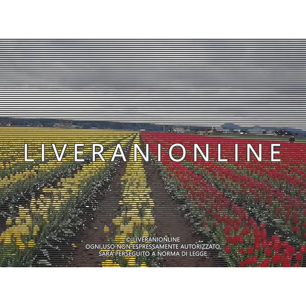 NELLA FOTO TULIPANI AGENZIA ALDO LIVERANI IFC