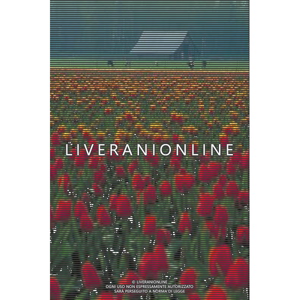 NELLA FOTO TULIPANI AGENZIA ALDO LIVERANI IFC