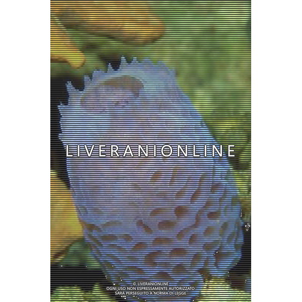 ARCHIVIO ALDO LIVERANI NELLA FOTO IL CORALLO MARINO IFC-AGENZIA ALDO LIVERANI