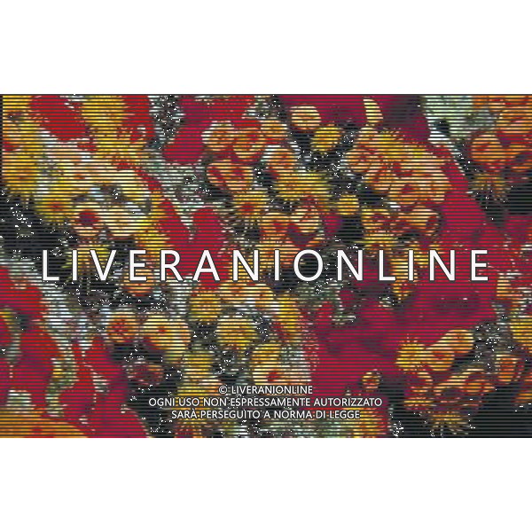 ARCHIVIO ALDO LIVERANI NELLA FOTO IL CORALLO MARINO IFC-AGENZIA ALDO LIVERANI