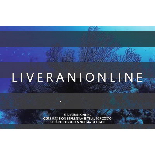 ARCHIVIO ALDO LIVERANI NELLA FOTO IL CORALLO MARINO IFC-AGENZIA ALDO LIVERANI