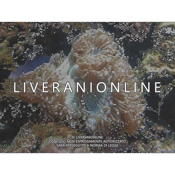 ARCHIVIO ALDO LIVERANI S A S NELLA FOTO Anemone AGENZIA ALDO LIVERANI
