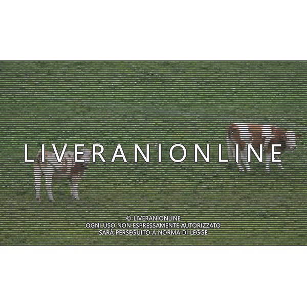 NELLA FOTO MUCCHE AL PASCOLO IFC-AGENZIA ALDO LIVERANI