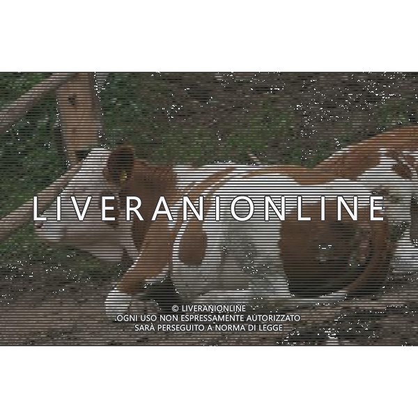 NELLA FOTO MUCCHE AL PASCOLO IFC-AGENZIA ALDO LIVERANI