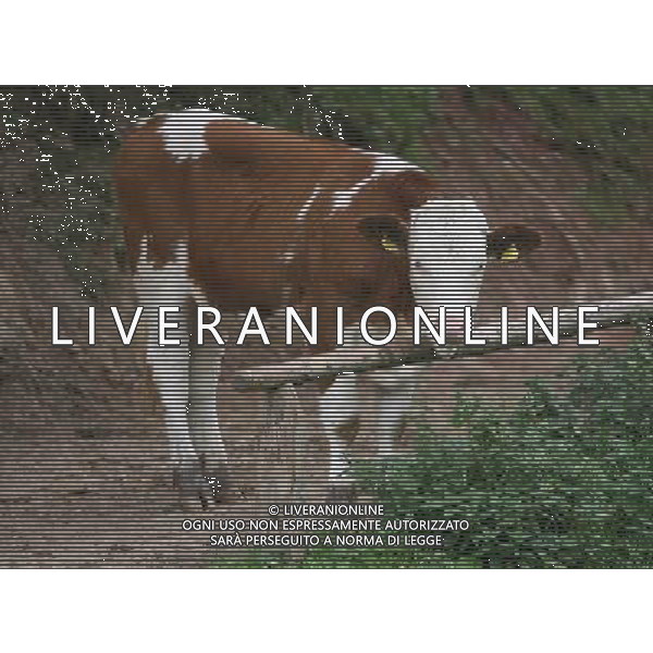 NELLA FOTO MUCCHE AL PASCOLO IFC-AGENZIA ALDO LIVERANI
