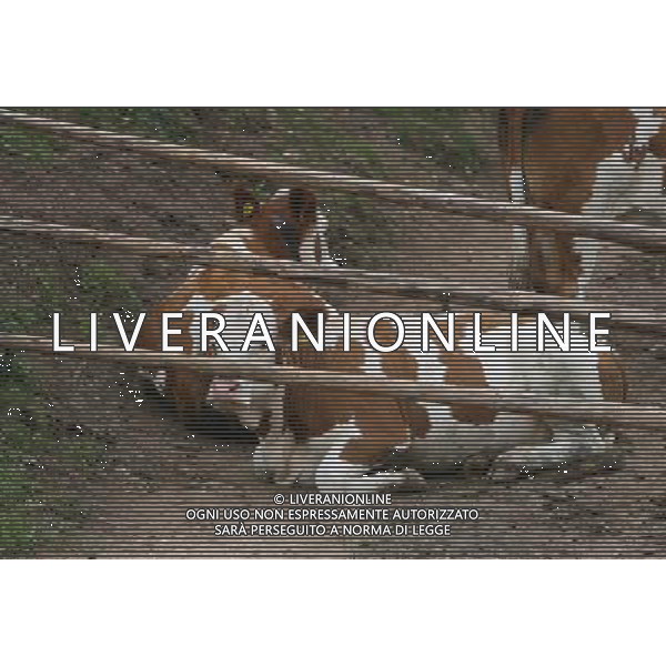 NELLA FOTO MUCCHE AL PASCOLO IFC-AGENZIA ALDO LIVERANI