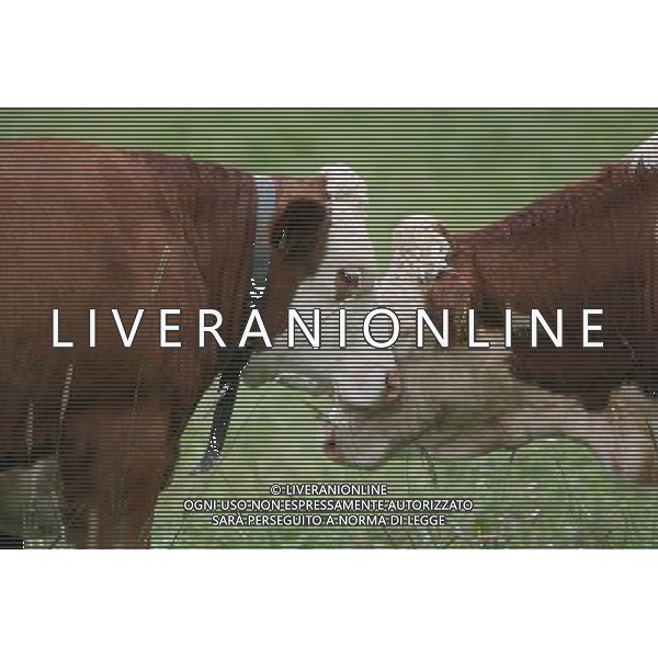NELLA FOTO MUCCHE AL PASCOLO IFC-AGENZIA ALDO LIVERANI