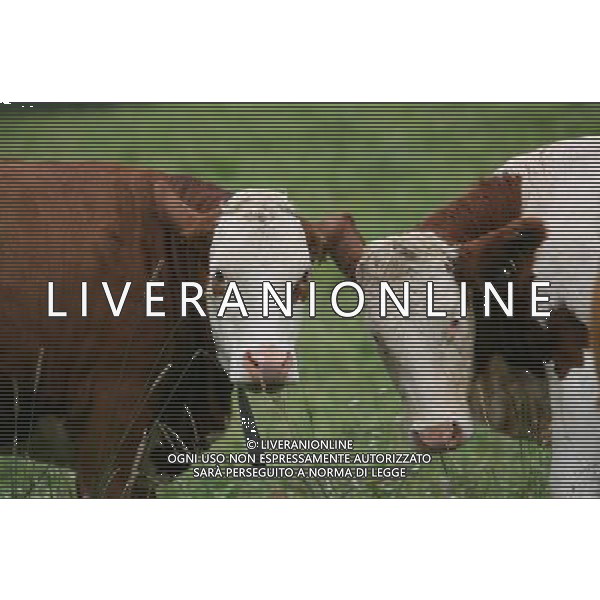 NELLA FOTO MUCCHE AL PASCOLO IFC-AGENZIA ALDO LIVERANI