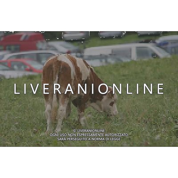 NELLA FOTO MUCCHE AL PASCOLO IFC-AGENZIA ALDO LIVERANI