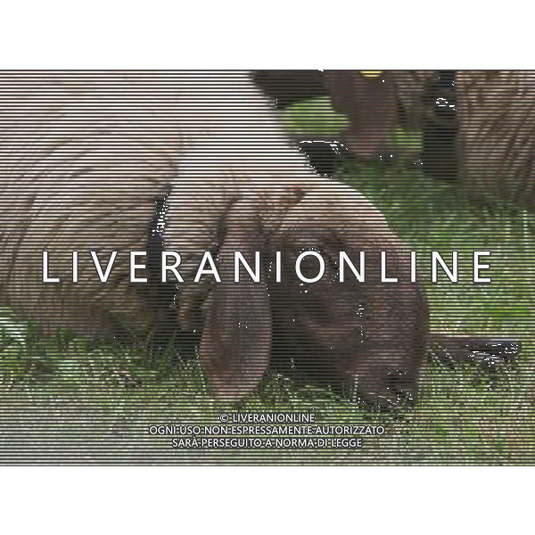 ALTO ADIGE 2006 NELLA FOTO PECORE AL PASCOLO IFC-AGENZIA ALDO LIVERANI