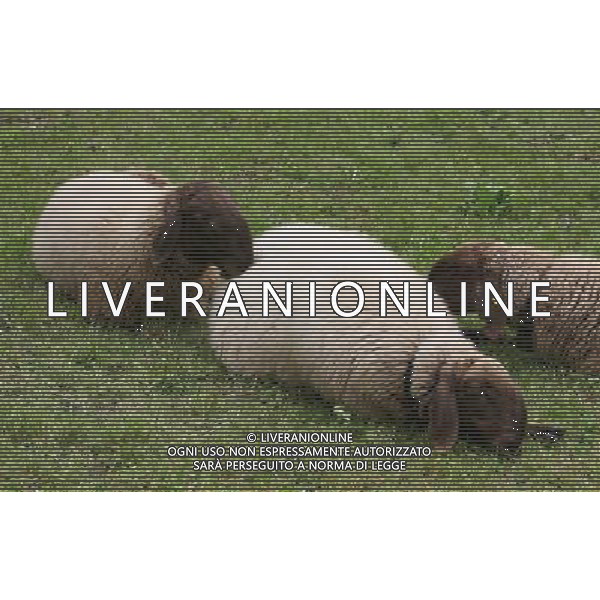 ALTO ADIGE 2006 NELLA FOTO PECORE AL PASCOLO IFC-AGENZIA ALDO LIVERANI