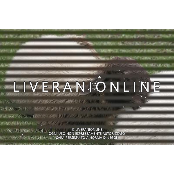 ALTO ADIGE 2006 NELLA FOTO PECORE AL PASCOLO IFC-AGENZIA ALDO LIVERANI