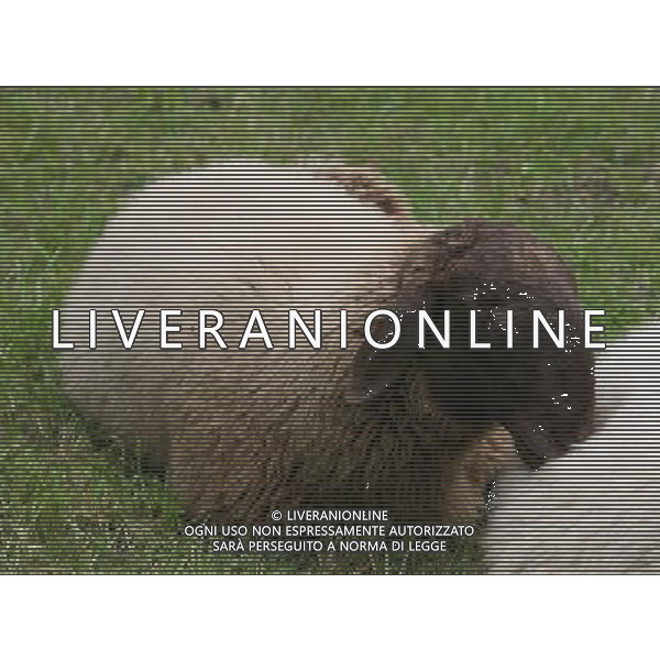 ALTO ADIGE 2006 NELLA FOTO PECORE AL PASCOLO IFC-AGENZIA ALDO LIVERANI