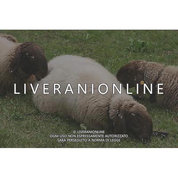 ALTO ADIGE 2006 NELLA FOTO PECORE AL PASCOLO IFC-AGENZIA ALDO LIVERANI