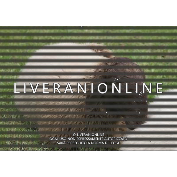 ALTO ADIGE 2006 NELLA FOTO PECORE AL PASCOLO IFC-AGENZIA ALDO LIVERANI