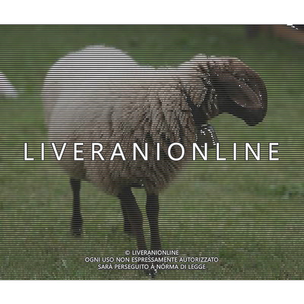 ALTO ADIGE 2006 NELLA FOTO PECORE AL PASCOLO IFC-AGENZIA ALDO LIVERANI