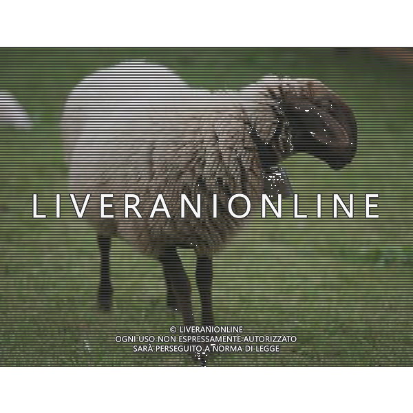 ALTO ADIGE 2006 NELLA FOTO PECORE AL PASCOLO IFC-AGENZIA ALDO LIVERANI