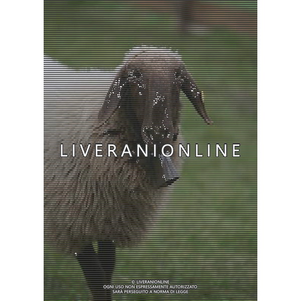 ALTO ADIGE 2006 NELLA FOTO PECORE AL PASCOLO IFC-AGENZIA ALDO LIVERANI