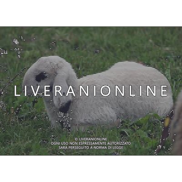 ALTO ADIGE 2006 NELLA FOTO PECORE AL PASCOLO IFC-AGENZIA ALDO LIVERANI