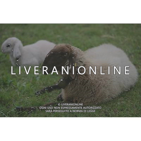 ALTO ADIGE 2006 NELLA FOTO PECORE AL PASCOLO IFC-AGENZIA ALDO LIVERANI