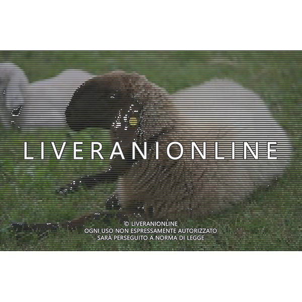 ALTO ADIGE 2006 NELLA FOTO PECORE AL PASCOLO IFC-AGENZIA ALDO LIVERANI