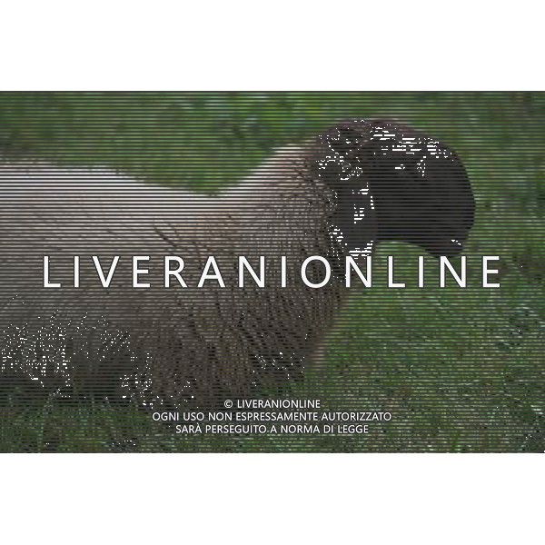 ALTO ADIGE 2006 NELLA FOTO PECORE AL PASCOLO IFC-AGENZIA ALDO LIVERANI