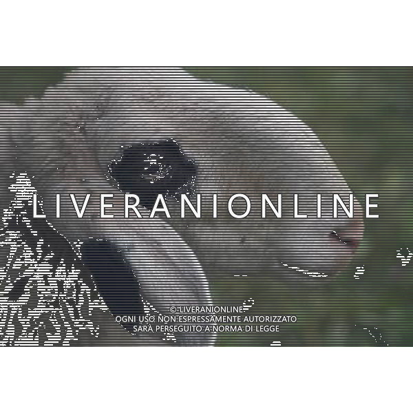 ALTO ADIGE 2006 NELLA FOTO PECORE AL PASCOLO IFC-AGENZIA ALDO LIVERANI