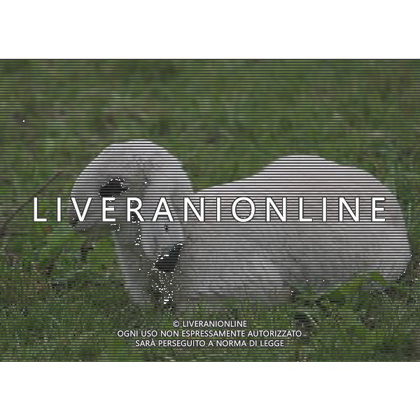 ALTO ADIGE 2006 NELLA FOTO PECORE AL PASCOLO IFC-AGENZIA ALDO LIVERANI